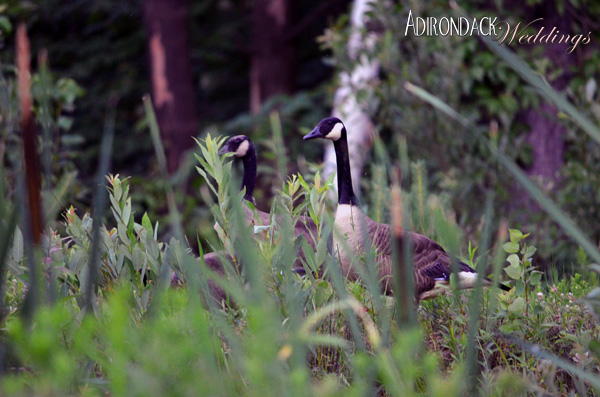 Summer in the Adirondacks | Canadian Geese | Adirondack Weddings Magazine