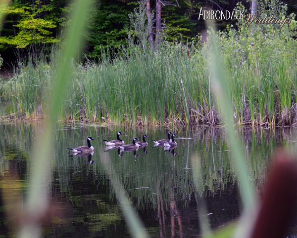 Summer in the Adirondacks | Canadian Geese | Adirondack Weddings Magazine