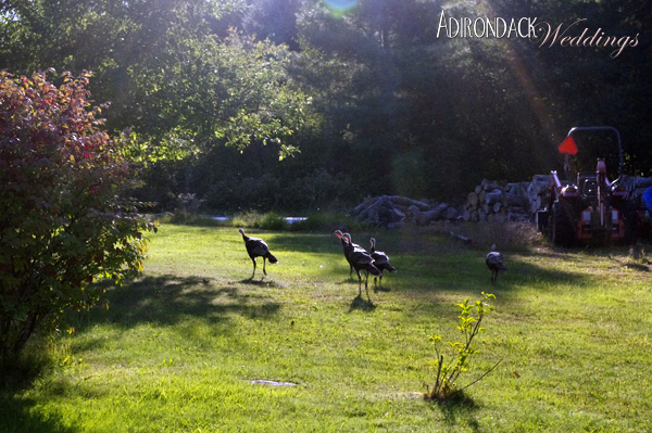 Wild Turkeys | Summer in the Adirondacks | Adirondack Weddings Magazine