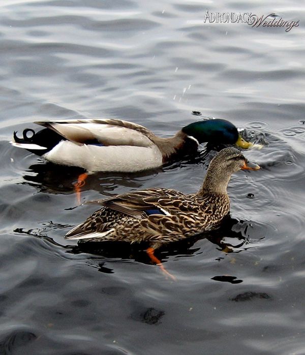 Lake Champlain Ducks | Adirondack Weddings Magazine