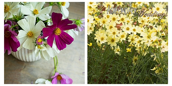 Coreopsis Flowers | Adirondack Weddings Magazine