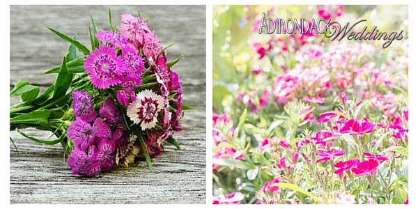 Dianthus Flowers | Adirondack Weddings Magazine