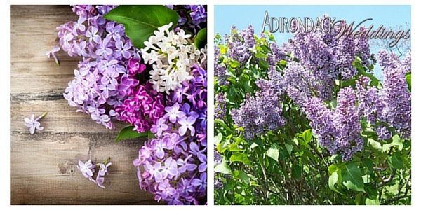 Lilacs | Adirondack Weddings Magazine