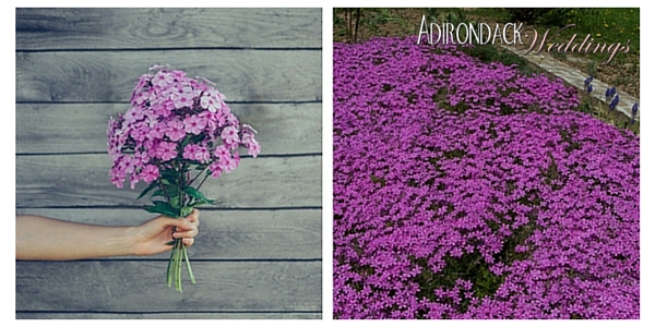 Phlox | Adirondack Weddings Magazine