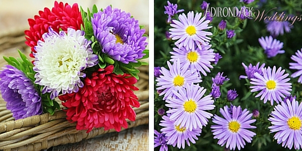 Asters | Adirondack Weddings Magazine