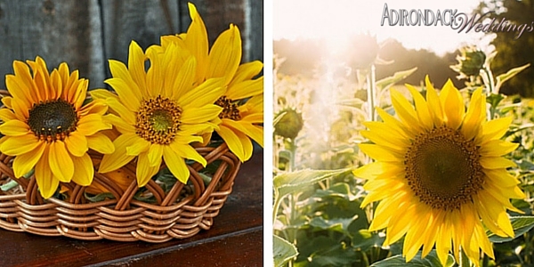 Dwarf Sunflowers |Adirondack Weddings Magazine