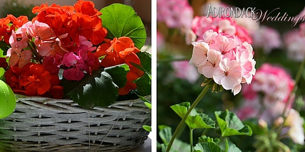 Geraniums | Adirondack Weddings Magazine