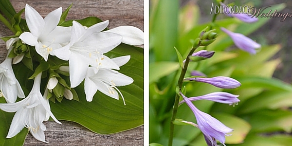 Hostas | Adirondack Weddings Magazine