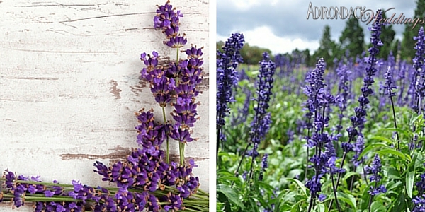 Lavender |Adirondack Weddings Magazine